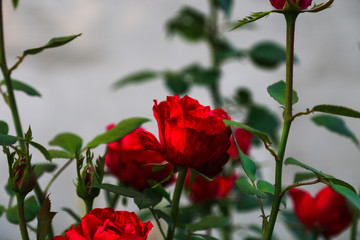 Obraz premium red rose on a gray background