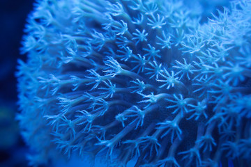 Fototapeta na wymiar blur light blue round polyps corals at night background