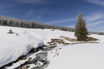 Partly frozen stream with a fir and a fresh snowy landscape in Switzerland