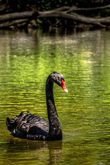 Majestic black swan