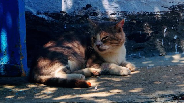 Adult cat relaxing on ground covered with shadow pattern