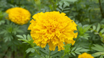 Beautiful Marigold flower fields sky cloud on background, Close up, Copy Space..