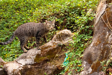 Cat on a rock
