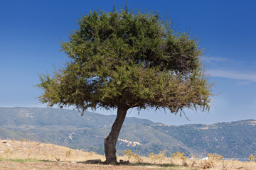 Lonely tree in empty field