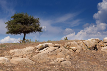 Fototapeta na wymiar Lonely tree in dry rocky area