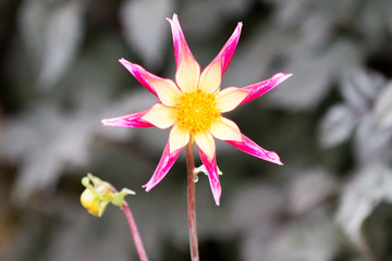 Dahlie Dahlia Juuls All Star