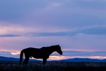 Obraz na płótnie Canvas Wild Horse Silhouetted at Sunrise