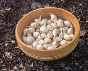 Small bulbs of white onion before planting in the garden.