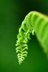 Exotic green tropical ferns with shallow depth of field (dof).