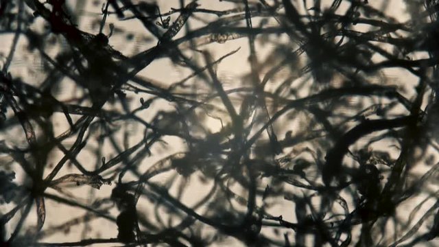 Dust filmed under a microscope