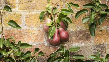 Espaliered pear tree branch with ripening pink pears trained to grow against old brick wall.