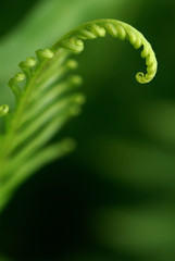 Exotic green tropical ferns with shallow depth of field (dof).