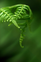Exotic green tropical ferns with shallow depth of field (dof).