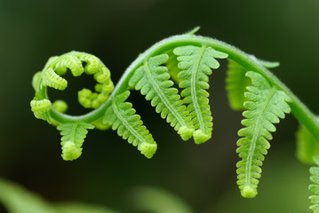 Exotic green tropical ferns with shallow depth of field (dof).