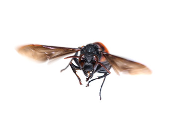 A lesser banded hornet or Vespa affinis is flying isolated on white background