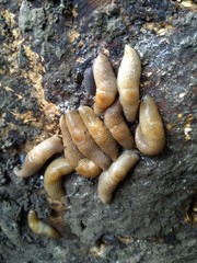 big bunch of slugs. nasty slippery shellfish pests