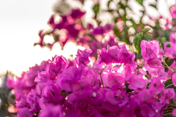 pink buganville plant and flower detail at sunset