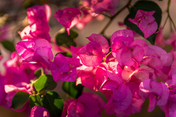 pink buganville plant and flower detail at sunset