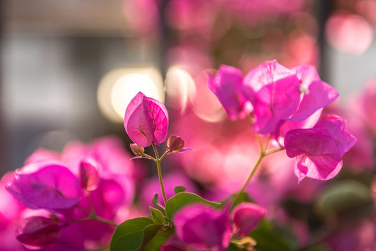 pink buganville detail at sunset