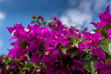 pink buganville with summer blue sky