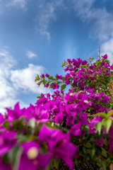 Obraz na płótnie Canvas pink buganville with summer blue sky