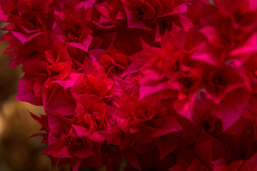 red buganville flower detail close up