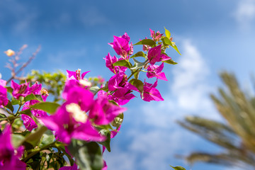 pink buganville with summer blue sky