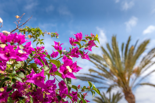 pink buganville with summer blue sky