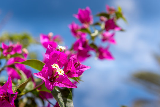 pink buganville with summer blue sky