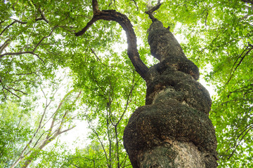 Tree in the forest