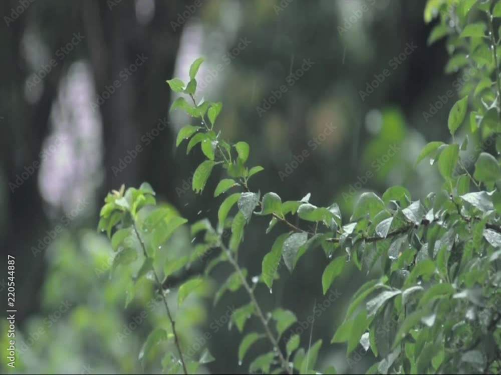 Sticker Rain falling in the forest. Background video with copyspace included.