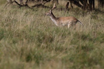 Fallow deer - rutting season
