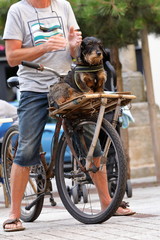 Dackel beim Fahrrad fahren