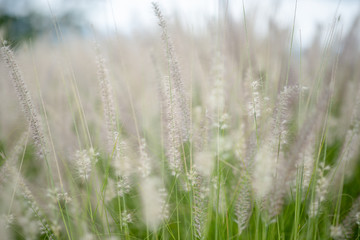 Blur of white flower grass on field.Nature background concept.