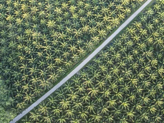 Papier Peint photo Photo aérienne Aerial view of palm tree field in a southern part of Thailand, agricultural area and plant product