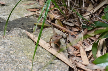 Lizard