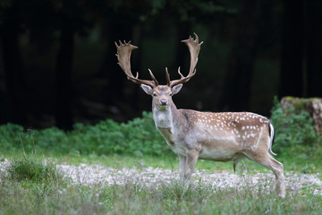 Naklejka na ściany i meble Fallow deer - rutting season