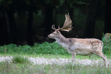 Fallow deer - rutting season