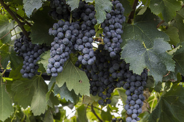 grapes