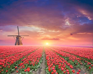 Fotobehang Vibrant pink tulips with Dutch windmills along a canal, Netherlands © kishivan