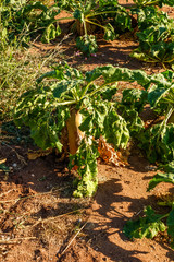 Futterrübe auf dem Feld