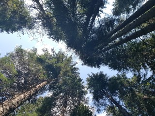 Abeti in montagna