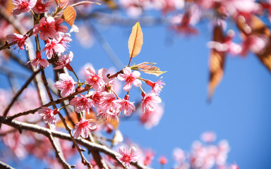Wild Himalayan Cherry or  Prunus cerasoides flower in Chiang Mai, Thailand