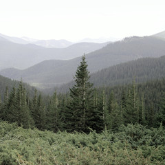 The mountains. Forest and mountains