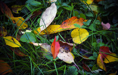 A colorful autumn leaves on a green grass.