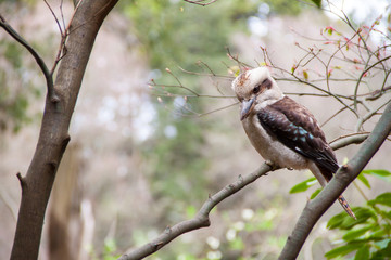 Australian bird called Kookaburra on a tree