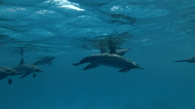 A pod of Spinner Dolphins swim under surface of the blue water (Underwater shot, 4K / 60fps)
