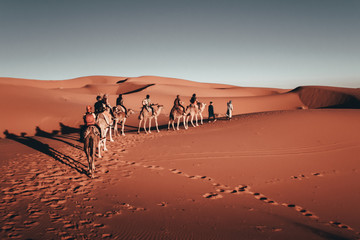 Sahara Desert - Freedom