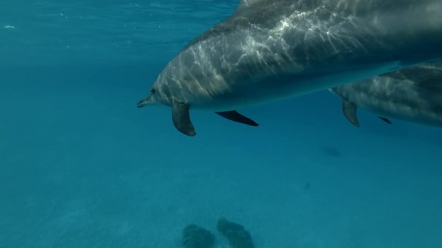 Dolphins swim in the blue water (Spinner Dolphin, Stenella longirostris) Close-up, Underwater shot, 4K / 60fps
