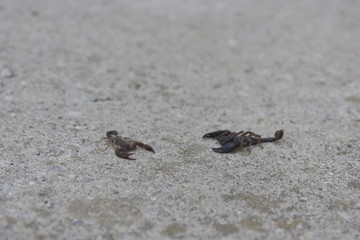Scorpioni pericolosi che lottano